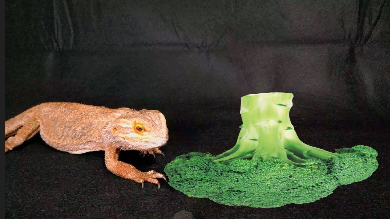 Bearded Dragon VS. Broccoli YouTube