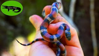 Gems in the Marsh! - Searching for Louisiana Milk Snakes!