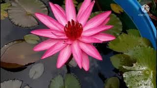 രാത്രി മാത്രം  വിരിയുന്ന water lily 💯 rare video/ആമ്പൽ ||night blooming water lily||ajmiya muhsin