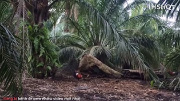 Tổng hợp những pha bổi đá chết mồi của gà rừng.. Quá oan uổng.