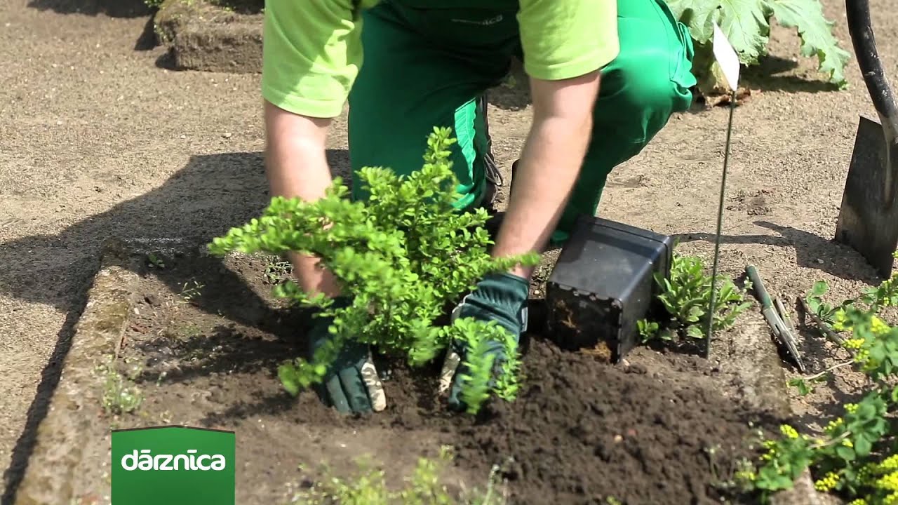 Maija mēneša augs - Bārbele