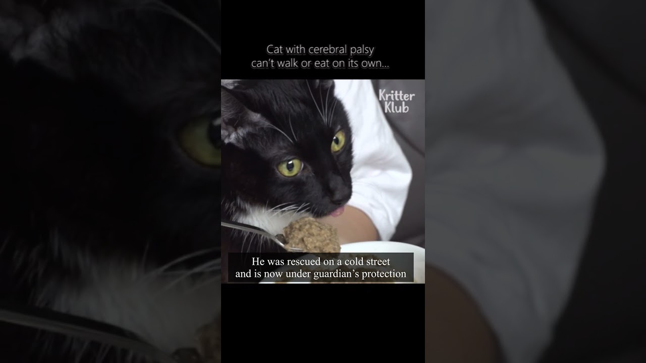 Cat with cerebral palsy can’t even walk 