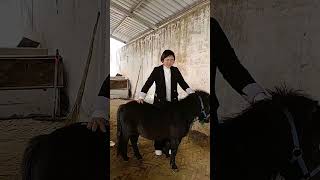 Best Black Pony