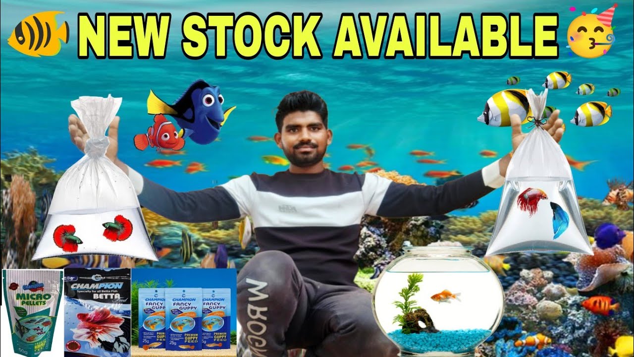 NEW STOCK AVAILABLE 🥳 BEST QUALITY FISHES 
