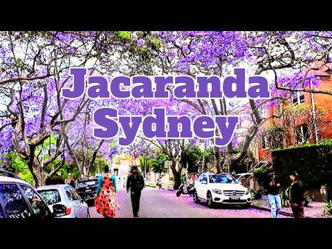 THE MOST BEAUTIFUL Jacaranda Tree in Australia EXPOSED🌿🪻🪻🪻