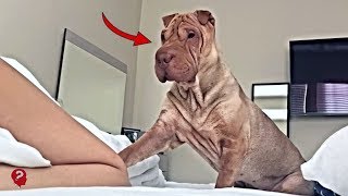 Adam Köpeğini Neden Bütün Gece İzlediğini Öğrenmek İçin Gizli Kamera Yükler Sonra Bakın Neler Olur