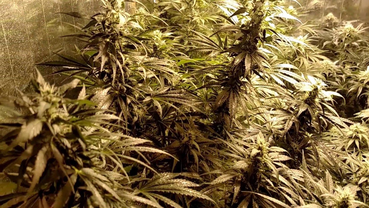 A slower more relaxing stroll through the garden. Week 6 Day 41 from flip update.