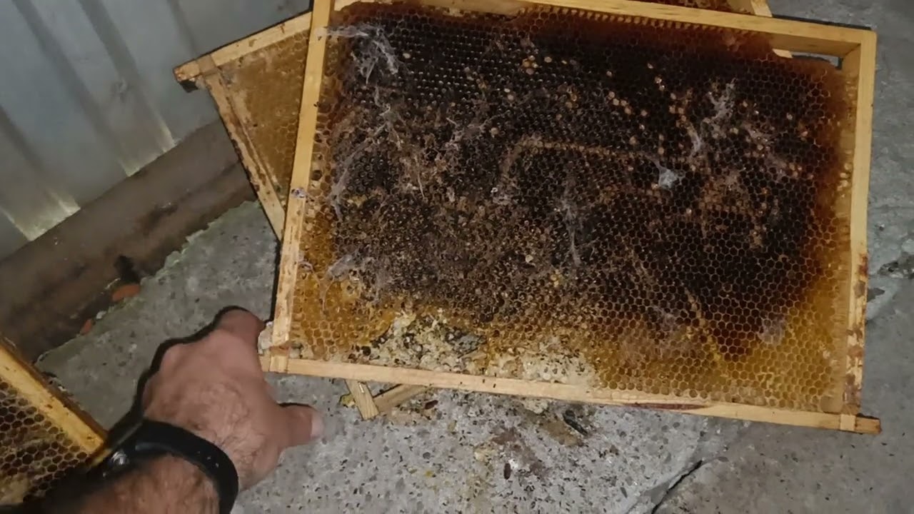 Atak Motylicy! Jak przechowuję ramki z suszem