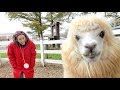 Japanese Alpaca Farm!!