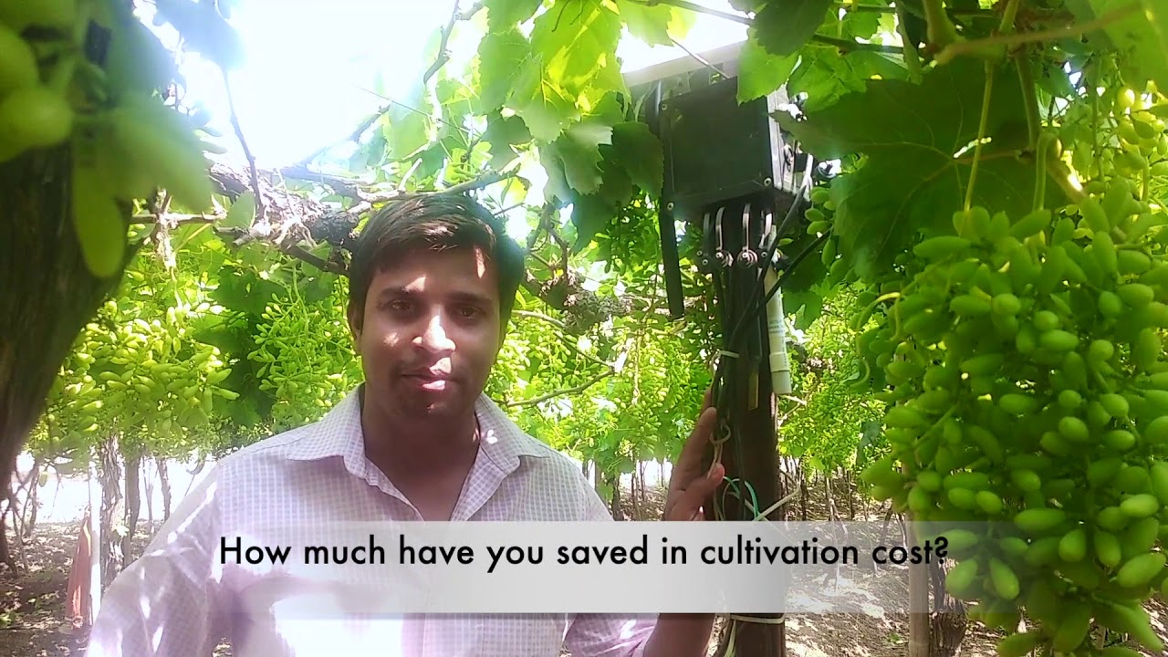 Grape Farming How cultivation cost can be reduced & chemical residue