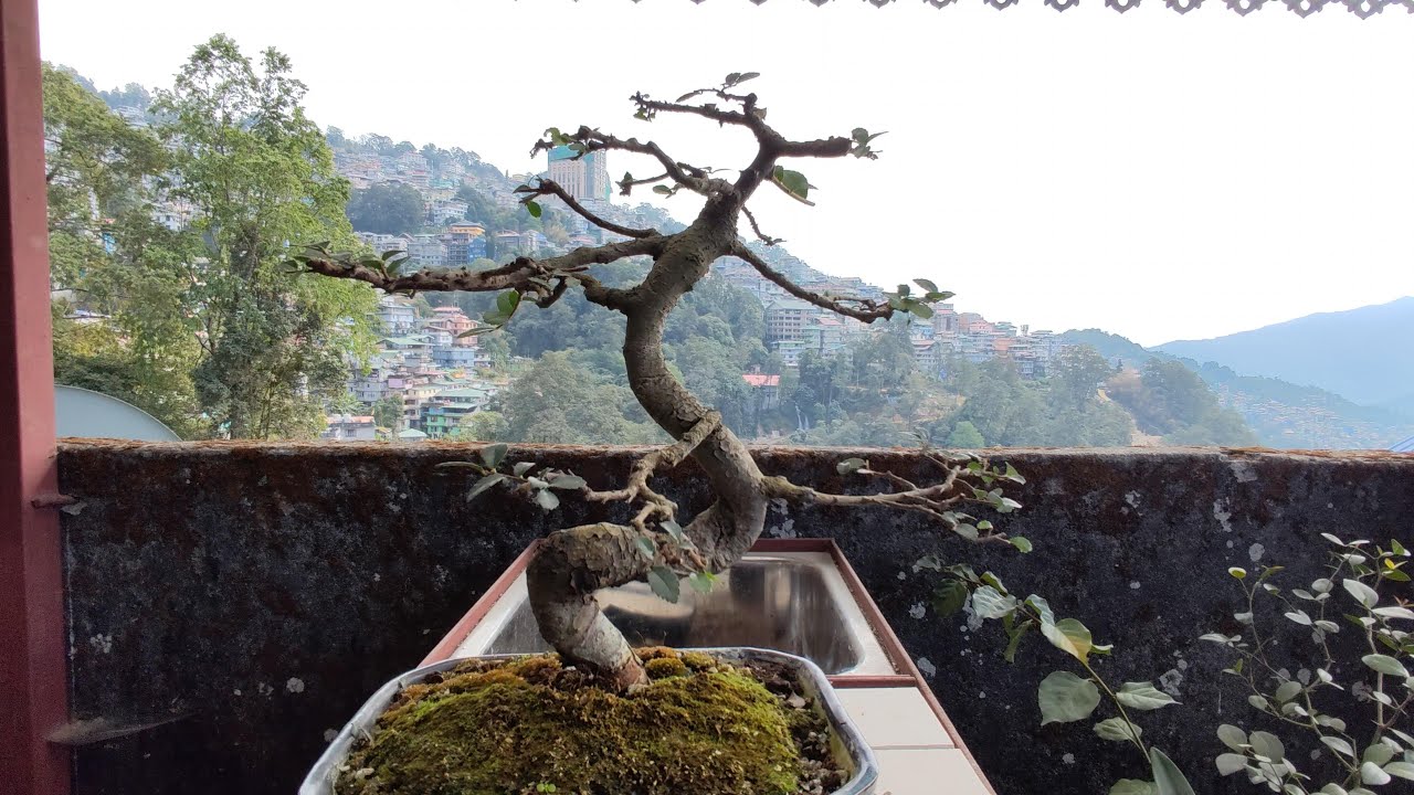 Chinese Elm Bonsai pruning YouTube