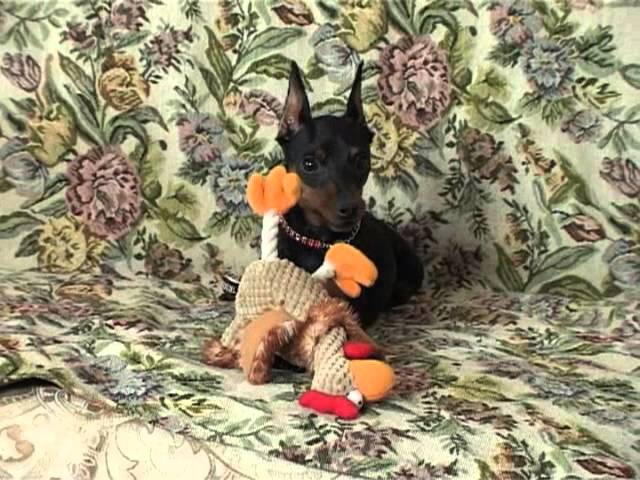 Собаки. Гид по породам: цвергпинчер