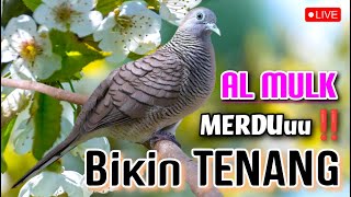 Perkutut Lokal GACOR MERDU Bikin TENANG !! Di Iringi Surah AL MULK