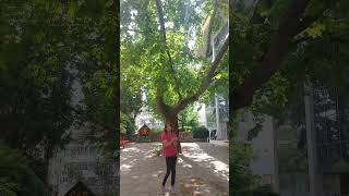 #dance #music #trwnding #tree ❤️