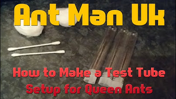 How to Make A Test Tube Setup For Queen Ants
