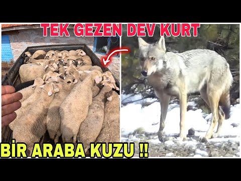 BİR ARABA KUZU ALDIK !! DEV KURT ÇOK YAKINIMIZDA !! EMEKTARIN CİGERLERİNİ ACTIK~İNEK BOĞADA