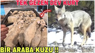 BİR ARABA KUZU ALDIK !! DEV KURT ÇOK YAKINIMIZDA !! EMEKTARIN CİGERLERİNİ ACTIK~İNEK BOĞADA