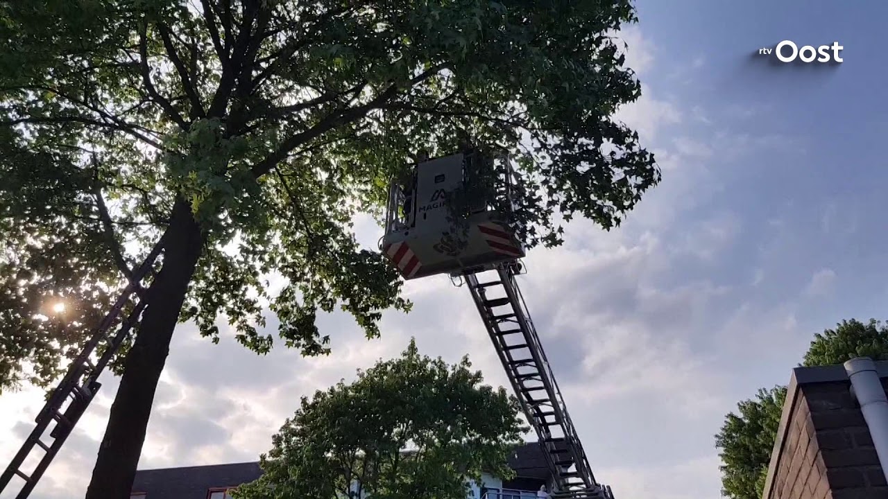 Vrouw uit een boom