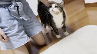 大好きな娘に撫でてほしくて必死に追いかける猫