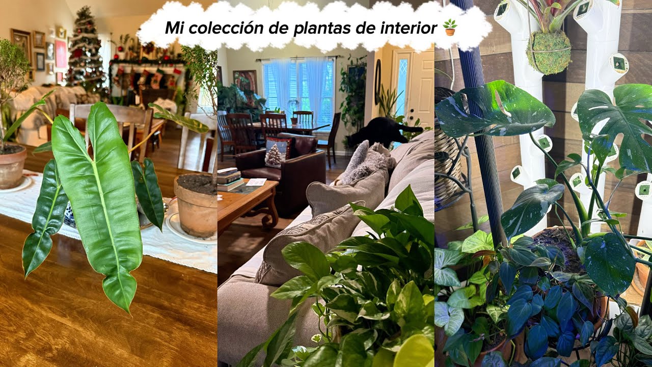 Tour: 🌺 Todas mis plantas después de un mes dentro de casa 🪴✨ | Episodio 4