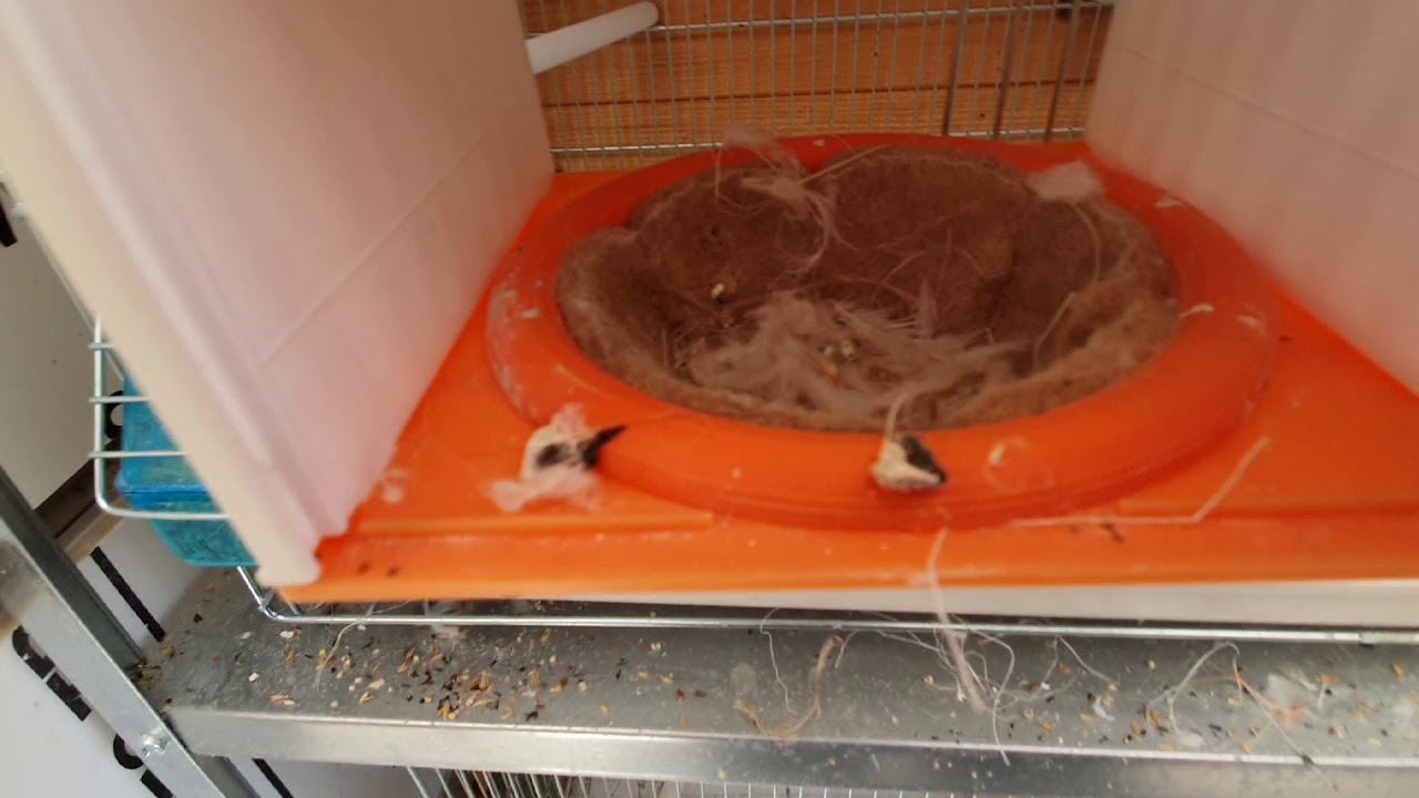 Canaris et tarin suivis d'élevage