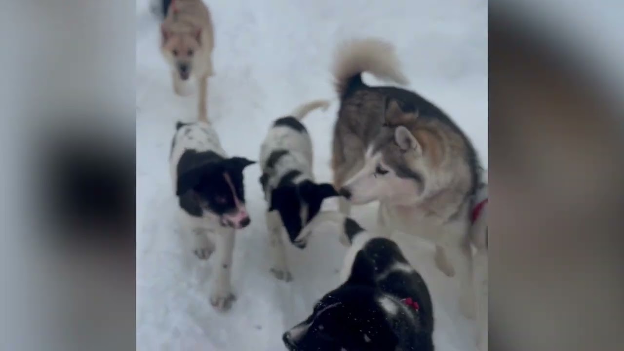 Running with the snowmobiles with June's Pups at 2 months Feb 2023