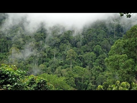 وثائقي غابات الكوكب كنوز بورنيو الجزيرة الوثائقية