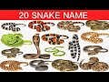 20 Snake Names in English and Hindi | Learning video | बच्चों के लिए 20 तरह के सांप | Snake Name