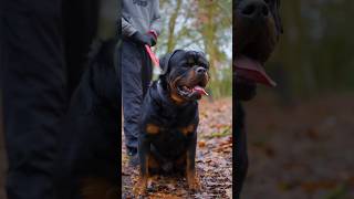 😨 World’s Most Dangerous Dog Breeds