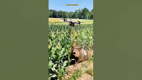 Drone to kill harmful pigs #villagelife #smartfarming #rurallife #farmingtraditions