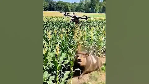 Drone to kill harmful pigs #villagelife #smartfarming #rurallife #farmingtraditions