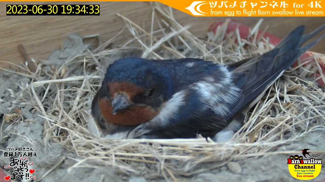 maxresdefault.jpg?sqp=-