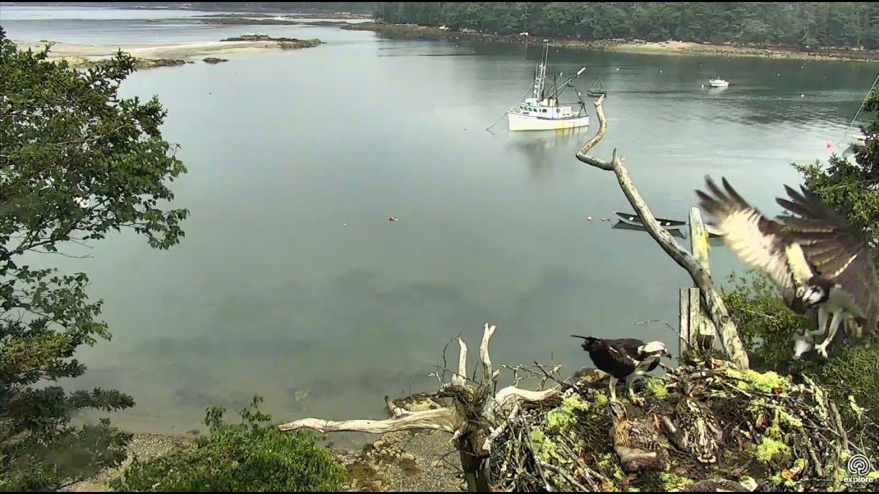Flounder again for breakfast 5! Hog island Ospreys. 10.06 / 30 June ...