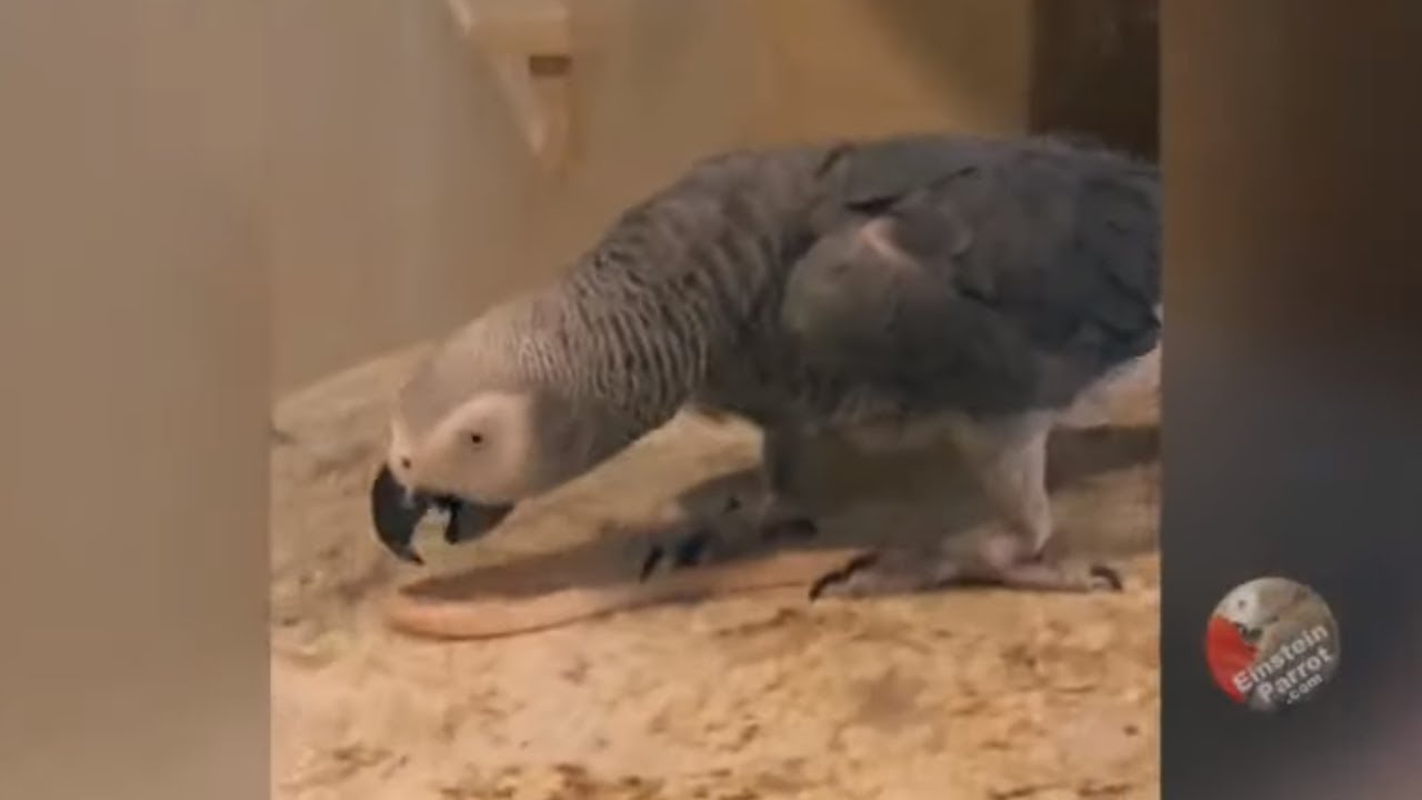 videos for cats Talented parrot dances the Tango with a spoon