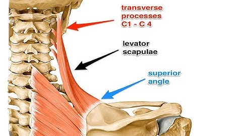 Two Minutes of Anatomy: Levator Scapula