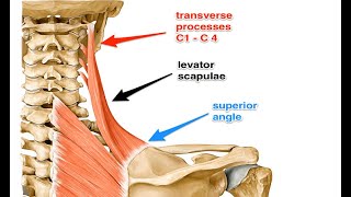 Two Minutes of Anatomy: Levator Scapula