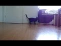 Havana Brown Cat 'Layla' の動画、YouTube動画。