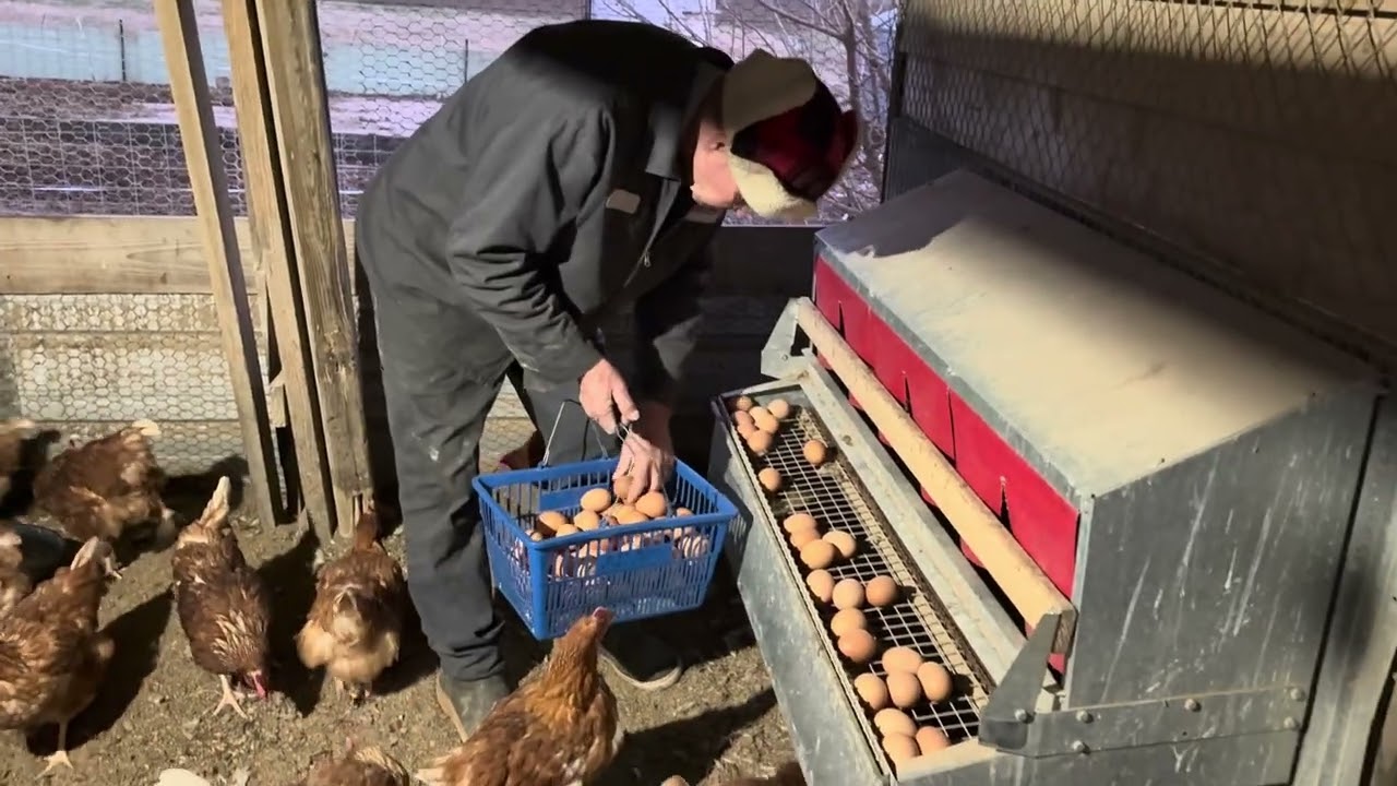 Feeding farm animals at sunset. 