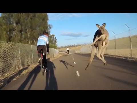 Kangaroo Launches Itself at Cyclist | When Kangaroos Attack