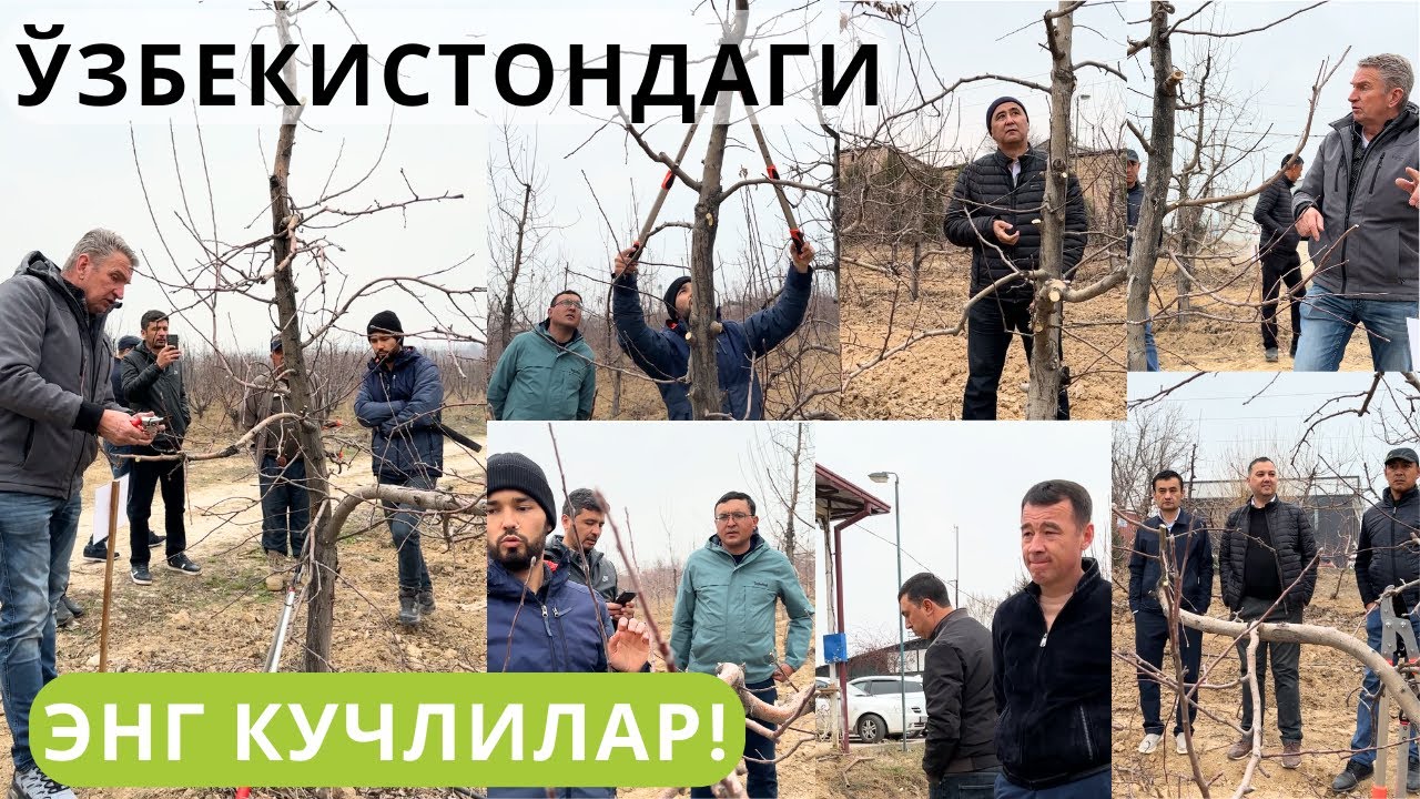 МАРКАЗИЙ ОСИЁНИНГ ЭНГ КУЧЛИ МУТАХАССИСЛАРИ БИРЛАШИБ ДАРАХТ КЕСИШДИ!