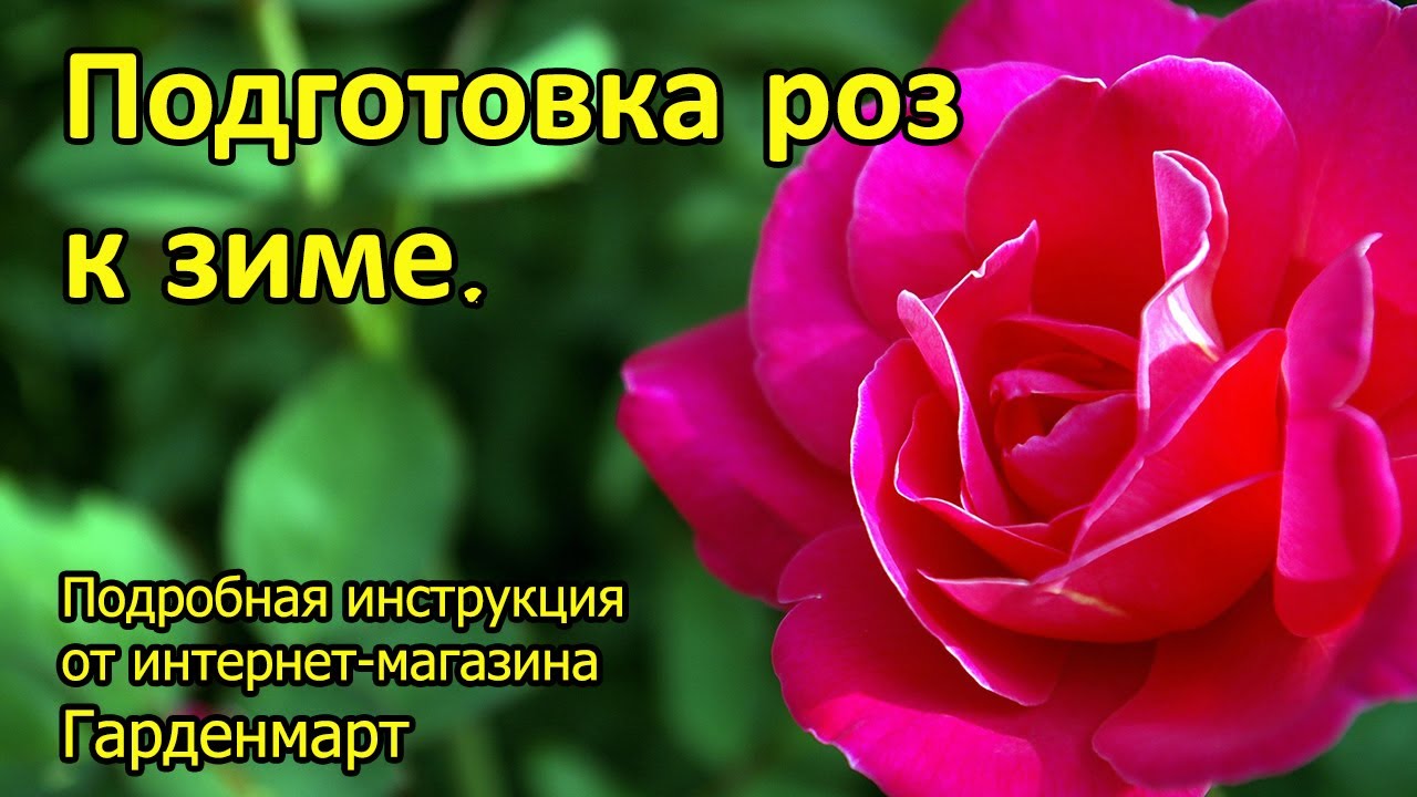 Интернет Магазин Семян Гарденмарт Интернет Магазин Семян Гарденмарт