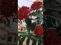 Beautiful ixora flower 🏵️🪻#youtubeshorts #shorts #flowers #nature #garden