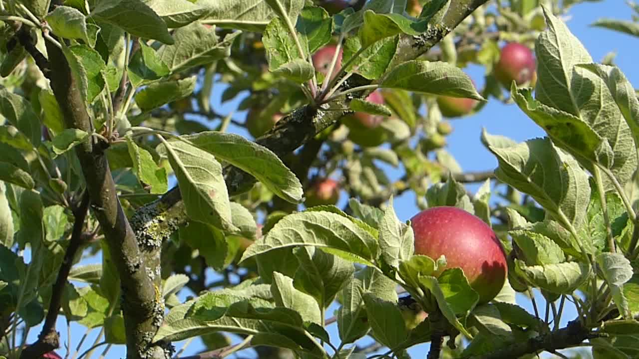 Kreislehrgarten in Adelshofen