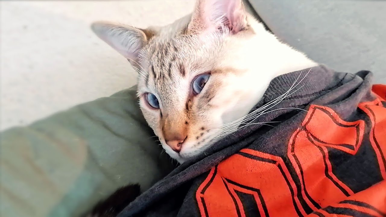 Cat wearing an AC/DC shirt - YouTube