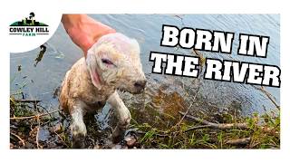 LAMB BORN IN THE RIVER?!