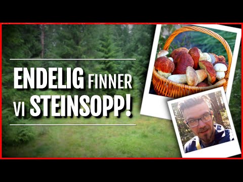 Video: Hvor lenge vokser en sopp etter regn?