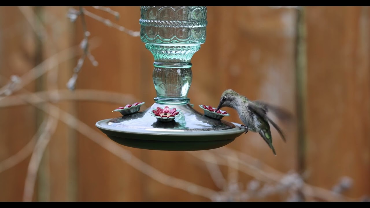 4K 120 fps 20x Slow Motion Video of Tilly the Hummingbird at the Feeder