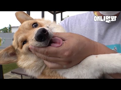 또 다시 버림받지 않기 위해서 매일 싸워야 했던 웰시코기ㅣWelsh <strong>Corgi</strong> Dog Had To Fight Every Day Not To Get Abandoned Again