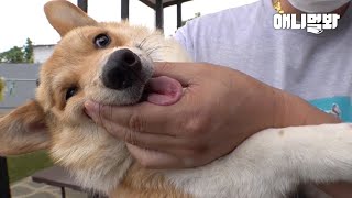 또 다시 버림받지 않기 위해서 매일 싸워야 했던 웰시코기ㅣWelsh Corgi Dog Had To Fight Every Day Not To Get Abandoned Again screenshot 1