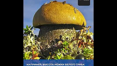 Почему в тундре грибы выше деревьев? #Shorts